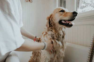12 Tips For Bathing Your Dog