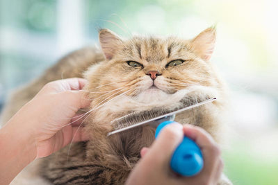 Cat Grooming Tips At Home – Tools & Tips