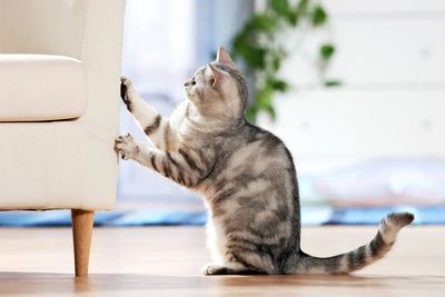 Πώς να μη γρατζουνάει η γάτα τα έπιπλα – 8 απλά tips