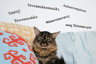 19 ιδέες για τα πιο τέλεια ονόματα για γάτες