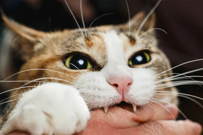 10 τρόποι να αμυνθείτε απέναντι στη γάτα σας