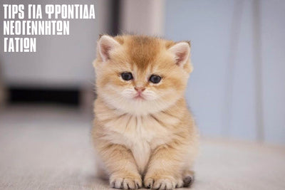 8 οδηγίες για την επίβιωση και φροντίδα σε ορφανά νεογέννητα γατάκια